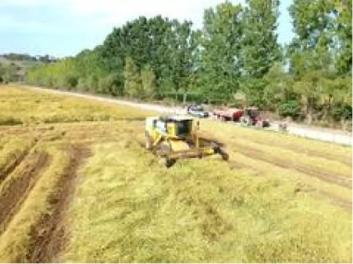 Sinop'ta çeltik hasadı
