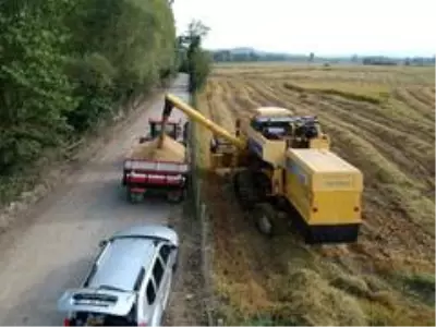 Sinop'ta çeltik hasadı Sinop'ta çeltik hasadı