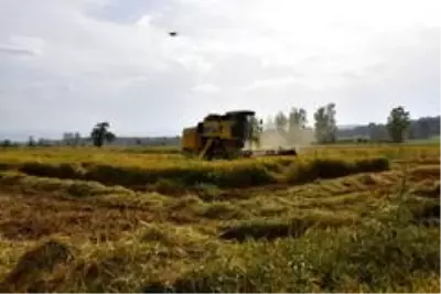 Sinop'ta çeltik hasadı Sinop'ta çeltik hasadı
