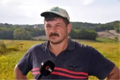 Sinop'ta çeltik hasadı Sinop'ta çeltik hasadı