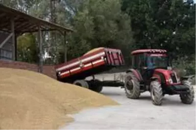 Sinop'ta çeltik hasadı Sinop'ta çeltik hasadı