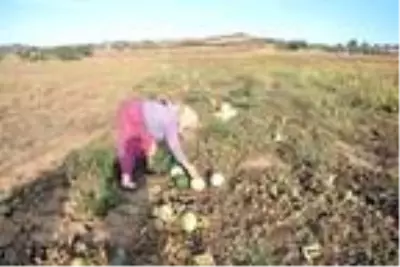 Tekirdağ'ın 600 gramlık, 'hırsız almaz' kavunları yoğun talep görüyor Tekirdağ'ın 600 gramlık, 'hırsız almaz' kavunları yoğun talep görüyor