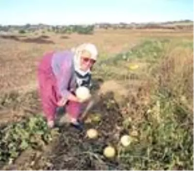 Tekirdağ'ın 600 gramlık, 'hırsız almaz' kavunları yoğun talep görüyor Tekirdağ'ın 600 gramlık, 'hırsız almaz' kavunları yoğun talep görüyor