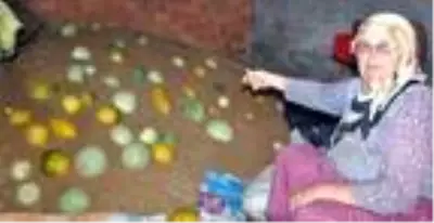 Tekirdağ'ın 600 gramlık, 'hırsız almaz' kavunları yoğun talep görüyor Tekirdağ'ın 600 gramlık, 'hırsız almaz' kavunları yoğun talep görüyor