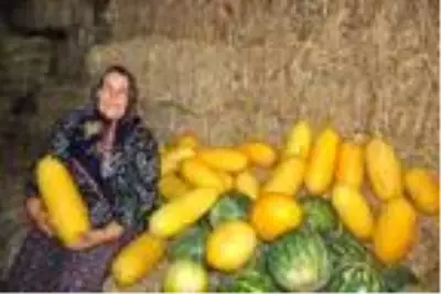 Tekirdağ'ın 600 gramlık, 'hırsız almaz' kavunları yoğun talep görüyor Tekirdağ'ın 600 gramlık, 'hırsız almaz' kavunları yoğun talep görüyor