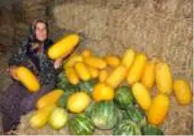 Tekirdağ'ın 600 gramlık, 'hırsız almaz' kavunları yoğun talep görüyor Tekirdağ'ın 600 gramlık, 'hırsız almaz' kavunları yoğun talep görüyor