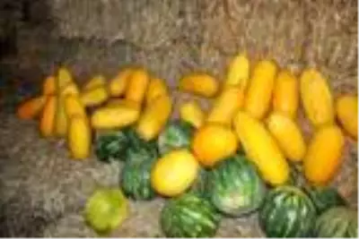 Tekirdağ'ın 600 gramlık, 'hırsız almaz' kavunları yoğun talep görüyor Tekirdağ'ın 600 gramlık, 'hırsız almaz' kavunları yoğun talep görüyor