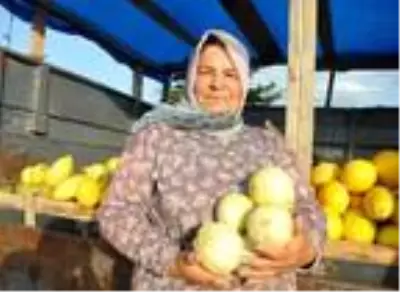 Tekirdağ'ın 600 gramlık, 'hırsız almaz' kavunları yoğun talep görüyor Tekirdağ'ın 600 gramlık, 'hırsız almaz' kavunları yoğun talep görüyor