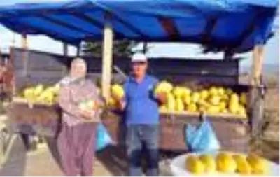 Tekirdağ'ın 600 gramlık, 'hırsız almaz' kavunları yoğun talep görüyor Tekirdağ'ın 600 gramlık, 'hırsız almaz' kavunları yoğun talep görüyor