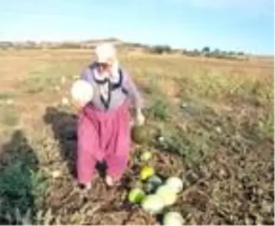 Tekirdağ'ın 600 gramlık, 'hırsız almaz' kavunları yoğun talep görüyor Tekirdağ'ın 600 gramlık, 'hırsız almaz' kavunları yoğun talep görüyor