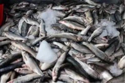 Tezgahlarda sağlıksız balık satışının önüne geçiliyor Tezgahlarda sağlıksız balık satışının önüne geçiliyor