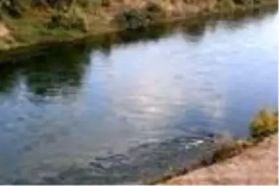Yılda 9 kez üreyebilen İsrail sazanı nedeniyle balıkçılar kan ağlıyor Yılda 9 kez üreyebilen İsrail sazanı nedeniyle balıkçılar kan ağlıyor