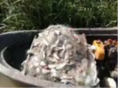 Yılda 9 kez üreyebilen İsrail sazanı nedeniyle balıkçılar kan ağlıyor Yılda 9 kez üreyebilen İsrail sazanı nedeniyle balıkçılar kan ağlıyor