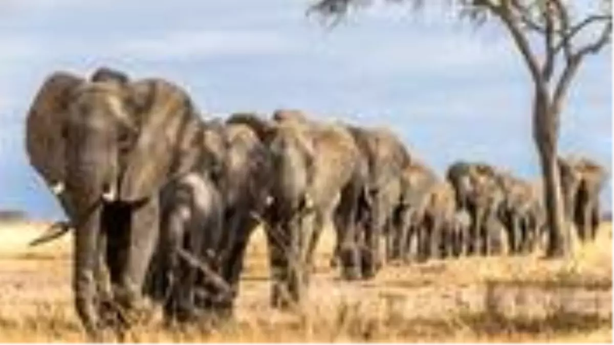 Zimbabve'de gizemli hastalıktan ölen fillerin sayısı 34'e yükseldi