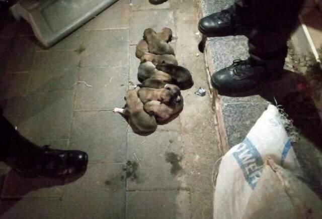 13 yavru köpek, çuval içerisinde sokağa atıldı 13 yavru köpek, çuval içerisinde sokağa atıldı