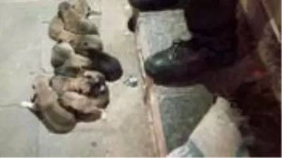 Sivas'ta 13 yavru köpek, çuval içerisinde sokağa atıldı Sivas'ta 13 yavru köpek, çuval içerisinde sokağa atıldı