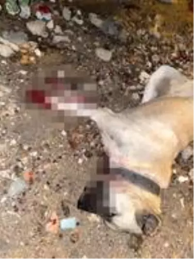 Son dakika gündem: Beylikdüzü'nde öldürülen köpeklerin sahibi: Köpeğimin boğazını gözümün önünde kesti Son dakika gündem: Beylikdüzü'nde öldürülen köpeklerin sahibi: Köpeğimin boğazını gözümün önünde kesti