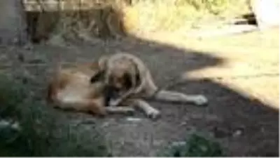 Son dakika gündem: Beylikdüzü'nde öldürülen köpeklerin sahibi: Köpeğimin boğazını gözümün önünde kesti Son dakika gündem: Beylikdüzü'nde öldürülen köpeklerin sahibi: Köpeğimin boğazını gözümün önünde kesti