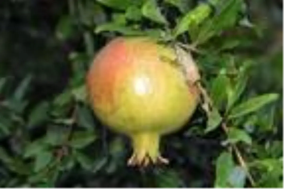 Bingöl'de 10 dönümlük bahçesinde 25 çeşit meyve yetiştiriyor