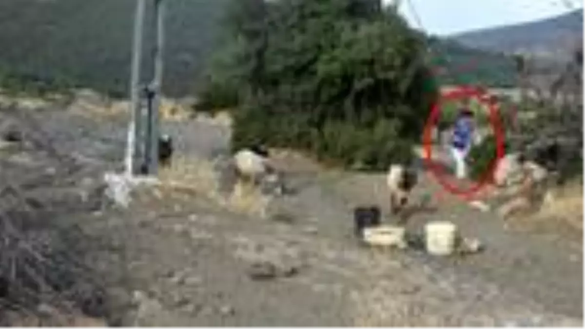 Keçi otlatan lise öğrencisine cinsel saldırıda bulunan sanık 4 ay sonra tahliye edildi