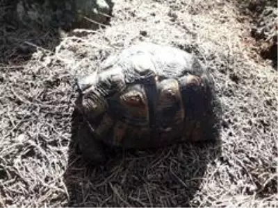 Kundaklanan ormanda mahsur kalan kaplumbağanın yardım çığlığı Kundaklanan ormanda mahsur kalan kaplumbağanın yardım çığlığı