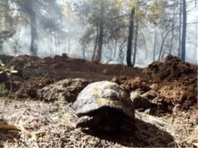 Kundaklanan ormanda mahsur kalan kaplumbağanın yardım çığlığı Kundaklanan ormanda mahsur kalan kaplumbağanın yardım çığlığı