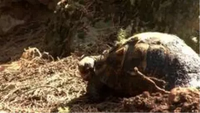 Kundaklanan ormanda mahsur kalan kaplumbağanın yardım çığlığı Kundaklanan ormanda mahsur kalan kaplumbağanın yardım çığlığı