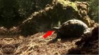 Kundaklanan ormanda mahsur kalan kaplumbağanın yardım çığlığı Kundaklanan ormanda mahsur kalan kaplumbağanın yardım çığlığı