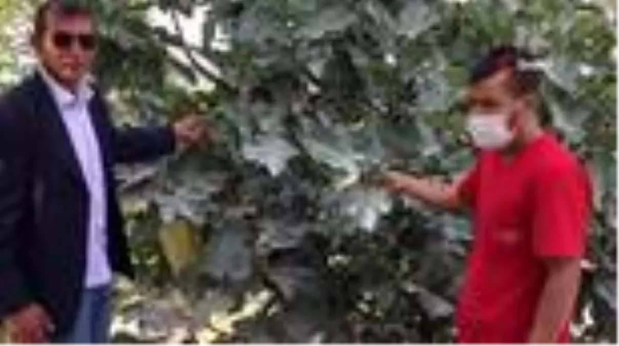 Mahalleleri tamamen toz altında kalan vatandaş isyan etti