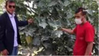 Mahalleleri tamamen toz altında kalan vatandaş isyan etti Mahalleleri tamamen toz altında kalan vatandaş isyan etti