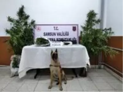Samsun'da uyuşturucuya geçit yok Samsun'da uyuşturucuya geçit yok