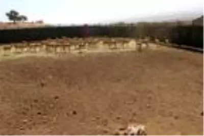 Cudi Dağı'na 50 ceylan bırakıldı Cudi Dağı'na 50 ceylan bırakıldı