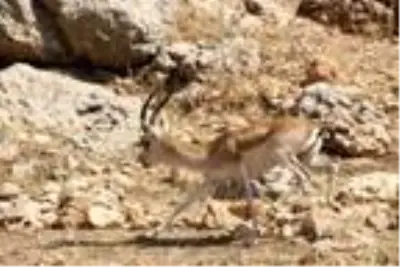 Cudi Dağı'na 50 ceylan bırakıldı Cudi Dağı'na 50 ceylan bırakıldı