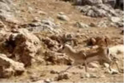 Cudi Dağı'na 50 ceylan bırakıldı Cudi Dağı'na 50 ceylan bırakıldı