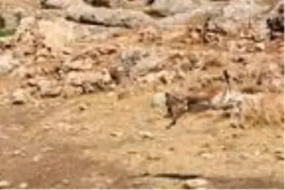 Cudi Dağı'na 50 ceylan bırakıldı Cudi Dağı'na 50 ceylan bırakıldı