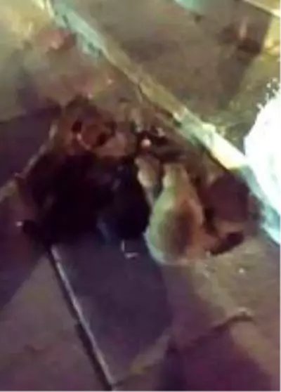 Sivas'ta 13 yavru köpek, çuval içerisinde sokağa atıldı Sivas'ta 13 yavru köpek, çuval içerisinde sokağa atıldı