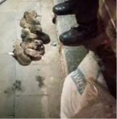 Sivas'ta 13 yavru köpek, çuval içerisinde sokağa atıldı Sivas'ta 13 yavru köpek, çuval içerisinde sokağa atıldı