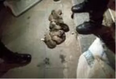 Sivas'ta 13 yavru köpek, çuval içerisinde sokağa atıldı Sivas'ta 13 yavru köpek, çuval içerisinde sokağa atıldı