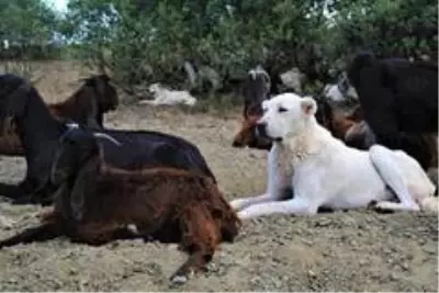 Amerika ve Avrupa'nın yere göğe sığdıramadığı Akbaşlar tehlikede Amerika ve Avrupa'nın yere göğe sığdıramadığı Akbaşlar tehlikede