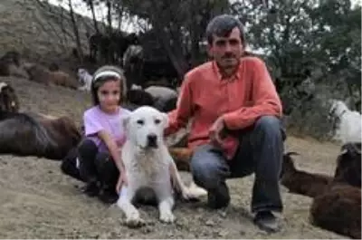 Amerika ve Avrupa'nın yere göğe sığdıramadığı Akbaşlar tehlikede! Kıymetli ırkı acımadan öldürüyorlar Amerika ve Avrupa'nın yere göğe sığdıramadığı Akbaşlar tehlikede! Kıymetli ırkı acımadan öldürüyorlar