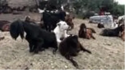 Amerika ve Avrupa'nın yere göğe sığdıramadığı Akbaşlar tehlikede! Kıymetli ırkı acımadan öldürüyorlar Amerika ve Avrupa'nın yere göğe sığdıramadığı Akbaşlar tehlikede! Kıymetli ırkı acımadan öldürüyorlar