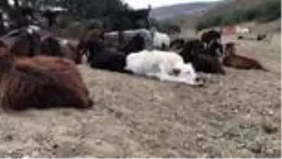 Amerika ve Avrupa'nın yere göğe sığdıramadığı Akbaşlar tehlikede! Kıymetli ırkı acımadan öldürüyorlar Amerika ve Avrupa'nın yere göğe sığdıramadığı Akbaşlar tehlikede! Kıymetli ırkı acımadan öldürüyorlar