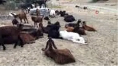 Amerika ve Avrupa'nın yere göğe sığdıramadığı Akbaşlar tehlikede! Kıymetli ırkı acımadan öldürüyorlar Amerika ve Avrupa'nın yere göğe sığdıramadığı Akbaşlar tehlikede! Kıymetli ırkı acımadan öldürüyorlar