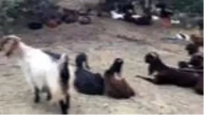 Amerika ve Avrupa'nın yere göğe sığdıramadığı Akbaşlar tehlikede! Kıymetli ırkı acımadan öldürüyorlar Amerika ve Avrupa'nın yere göğe sığdıramadığı Akbaşlar tehlikede! Kıymetli ırkı acımadan öldürüyorlar