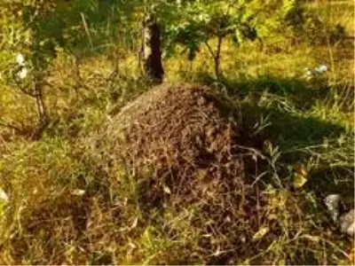 Avrupa'nın kanunla koruduğu karıncanın yuvaları tek tek tespit ediliyor Avrupa'nın kanunla koruduğu karıncanın yuvaları tek tek tespit ediliyor