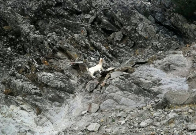 Balıkesir'de itfaiyenin Nasreddin Hoca misali keçi kurtarma operasyonu