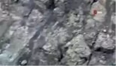 Dağın eteklerinde çoban köpekleri ayıyı böyle kovaladı Dağın eteklerinde çoban köpekleri ayıyı böyle kovaladı