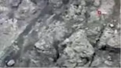 Dağın eteklerinde çoban köpekleri ayıyı böyle kovaladı Dağın eteklerinde çoban köpekleri ayıyı böyle kovaladı