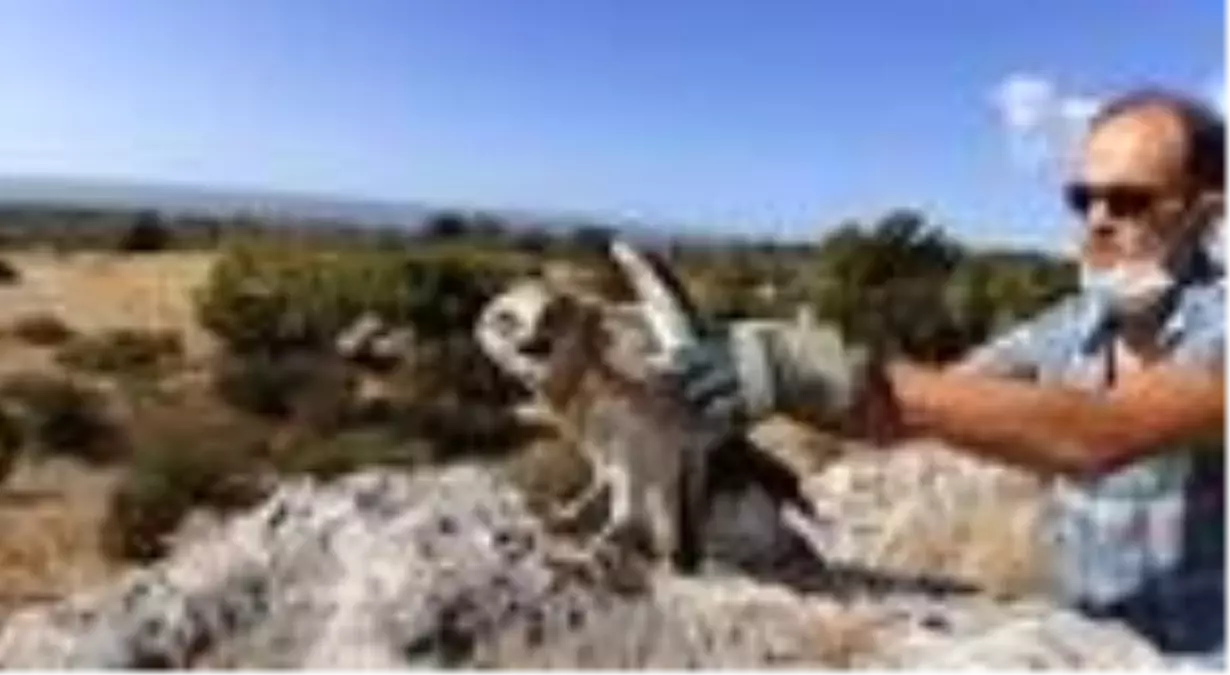 Göç yolunda bitkin düşen 'yılan kartalı' bakımının ardından doğaya salındı