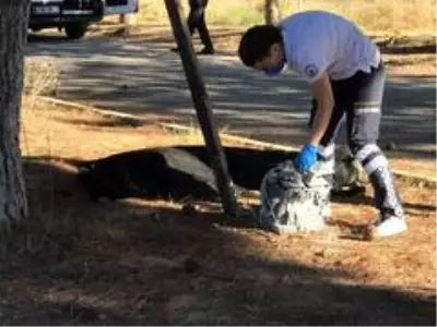 Kozalak toplayan genç, enerji hattına temas edince feci şekilde can verdi Kozalak toplayan genç, enerji hattına temas edince feci şekilde can verdi